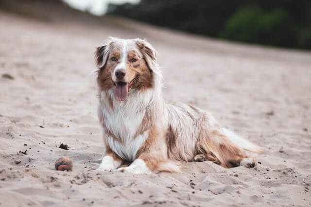 duży pies leżący z podniesioną głową na plaży
