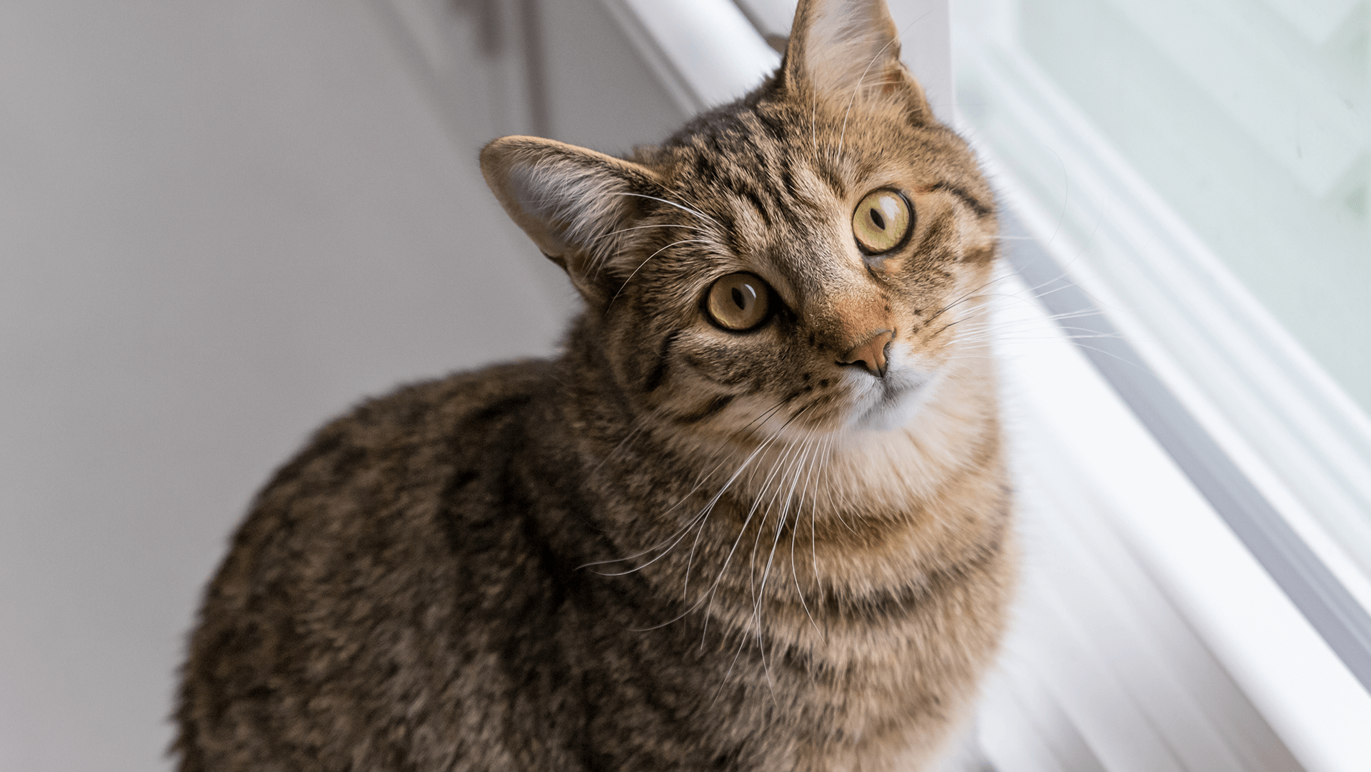 bury kot siedzący przy oknie