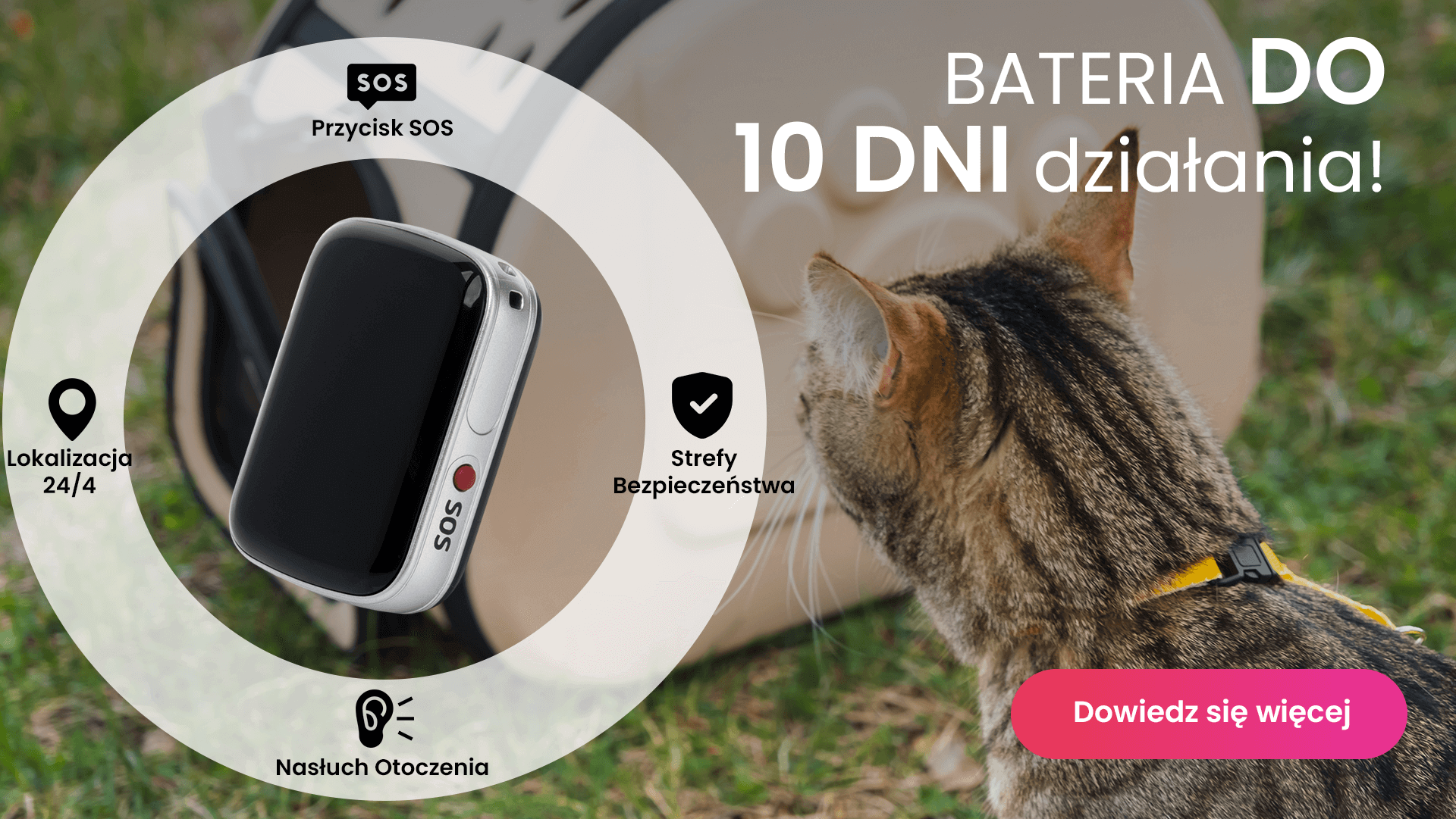 Bury kot siedzący przy transporterze z lokalizatorem GPS Locon Cat
