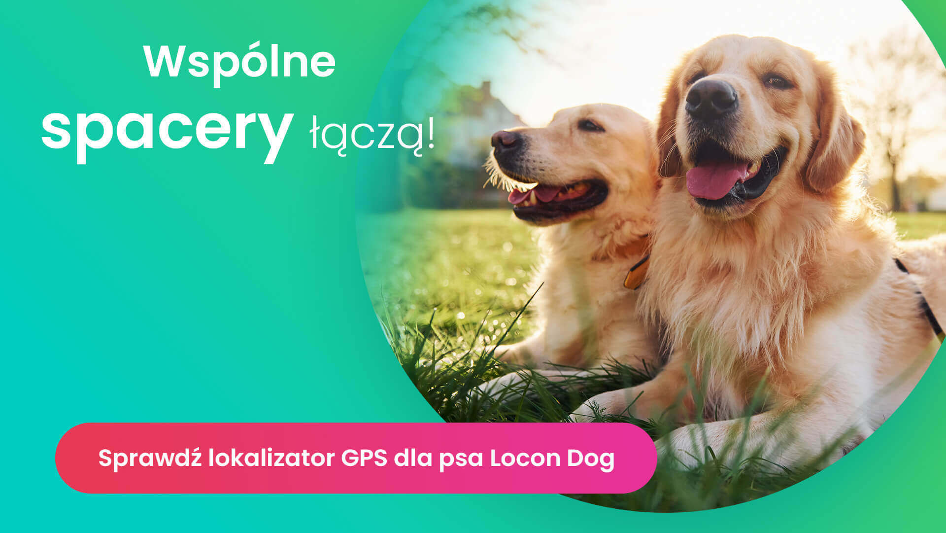 Dwa psy jasno umaszczone leżące obok siebie na polanie