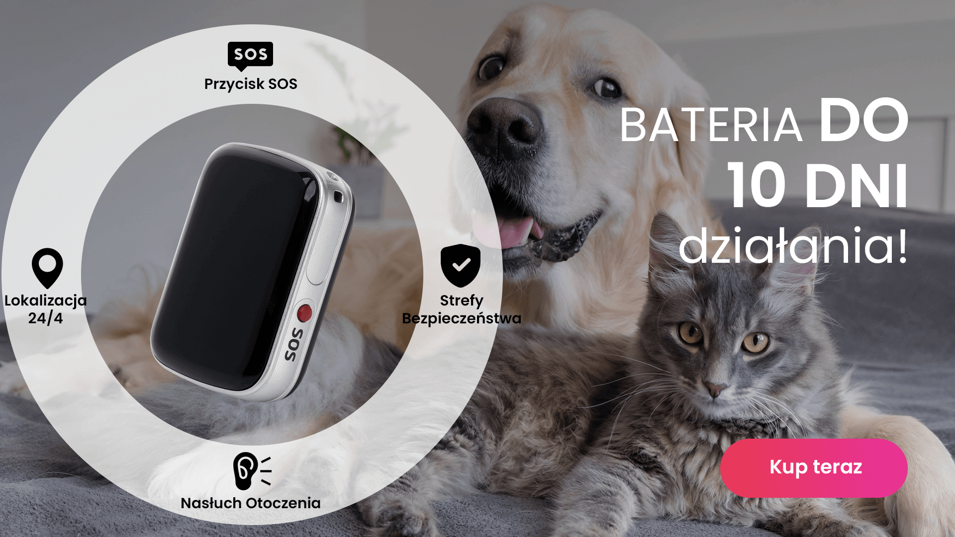 Pies golden retriver leżący obok szarego kota i lokalizator GPS dla zwierząt Locon