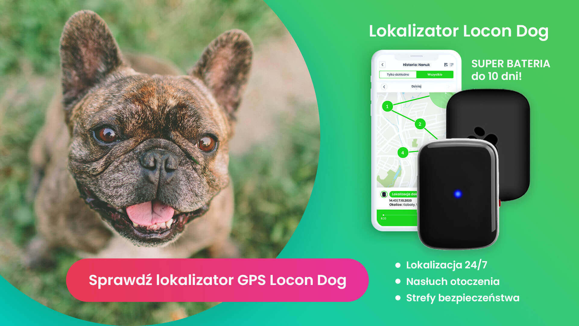 Mały buldog o ciemnym umaszczeniu z lokalizatorem GPS Locon Dog
