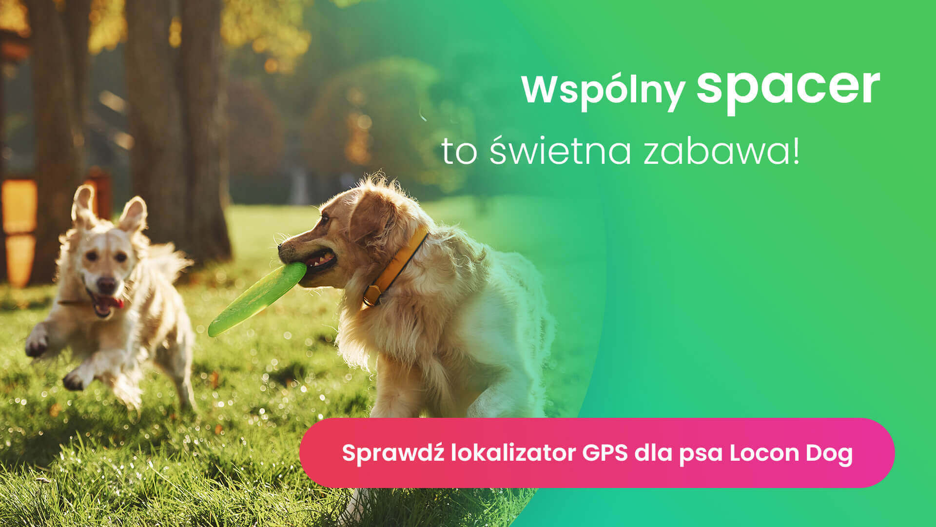 Dwa psy o jasnym umaszczeniu bawiące się piłką na polanie