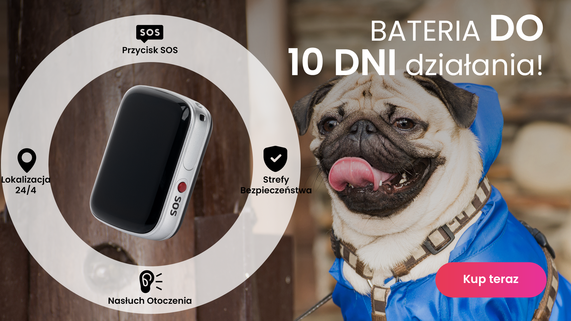 Pies rasy mops ubrany w niebieski kubraczek oraz lokalizator GPS dla psa Locon Dog