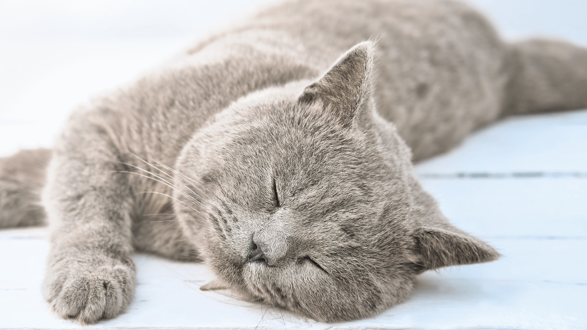 Szary rasowy kot śpiący na jasnej pościeli