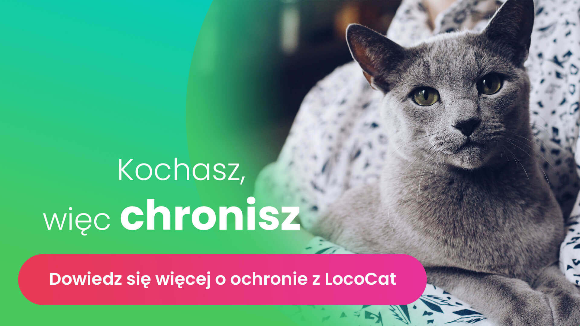 szary kot leżący na sofie