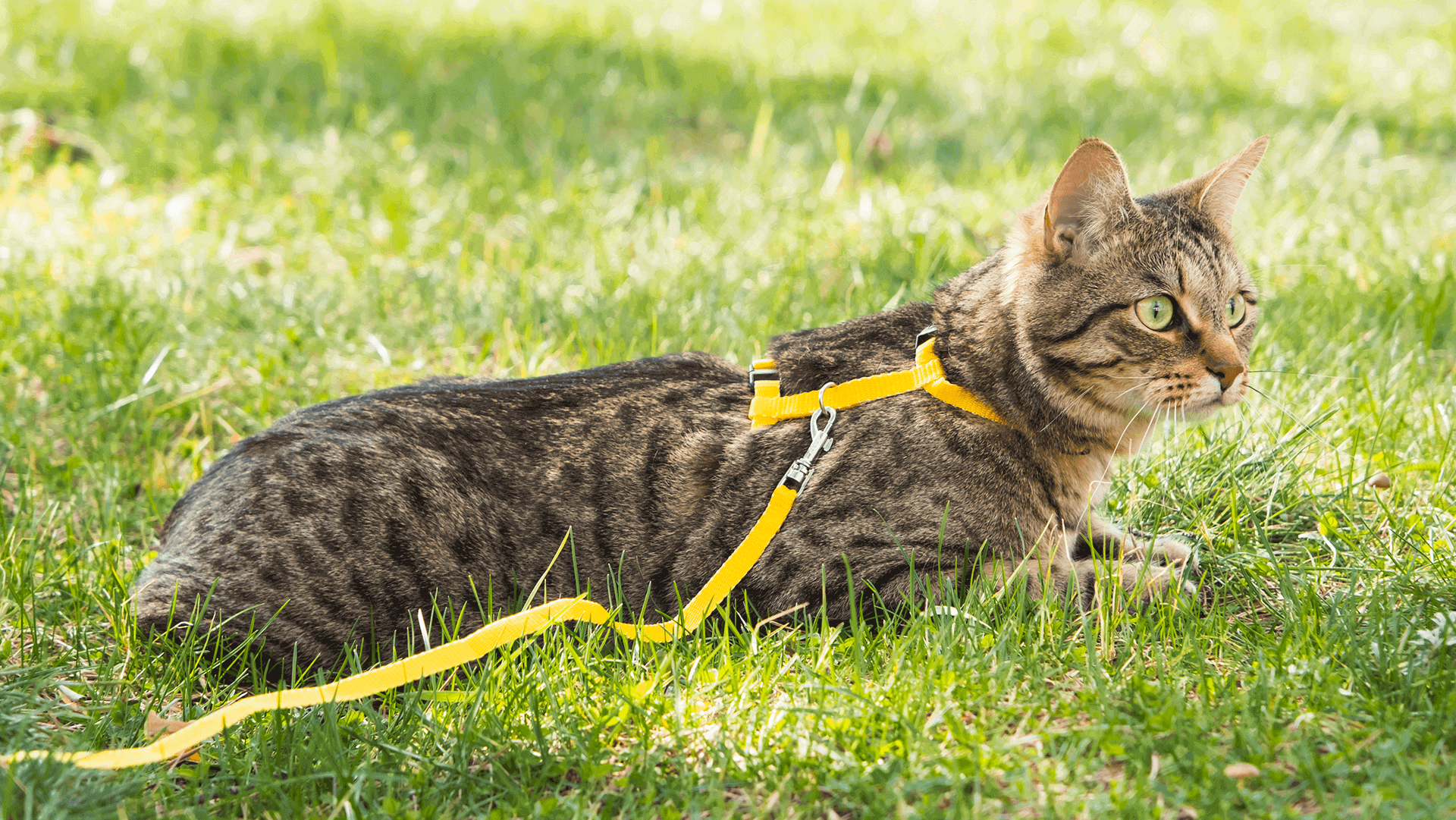 Szelki dla kota, czyli jak zabezpieczyć wychodzące zwierzę, widok kota w szelkach z lokalizatorem GPS Locon Cat