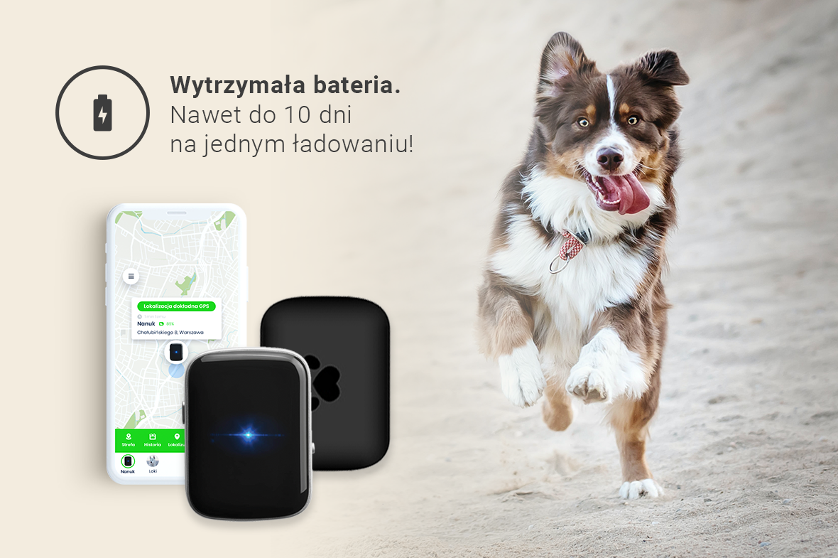 Lokalizator GPS dla psa — zalety nadajnika dla zwierzaka