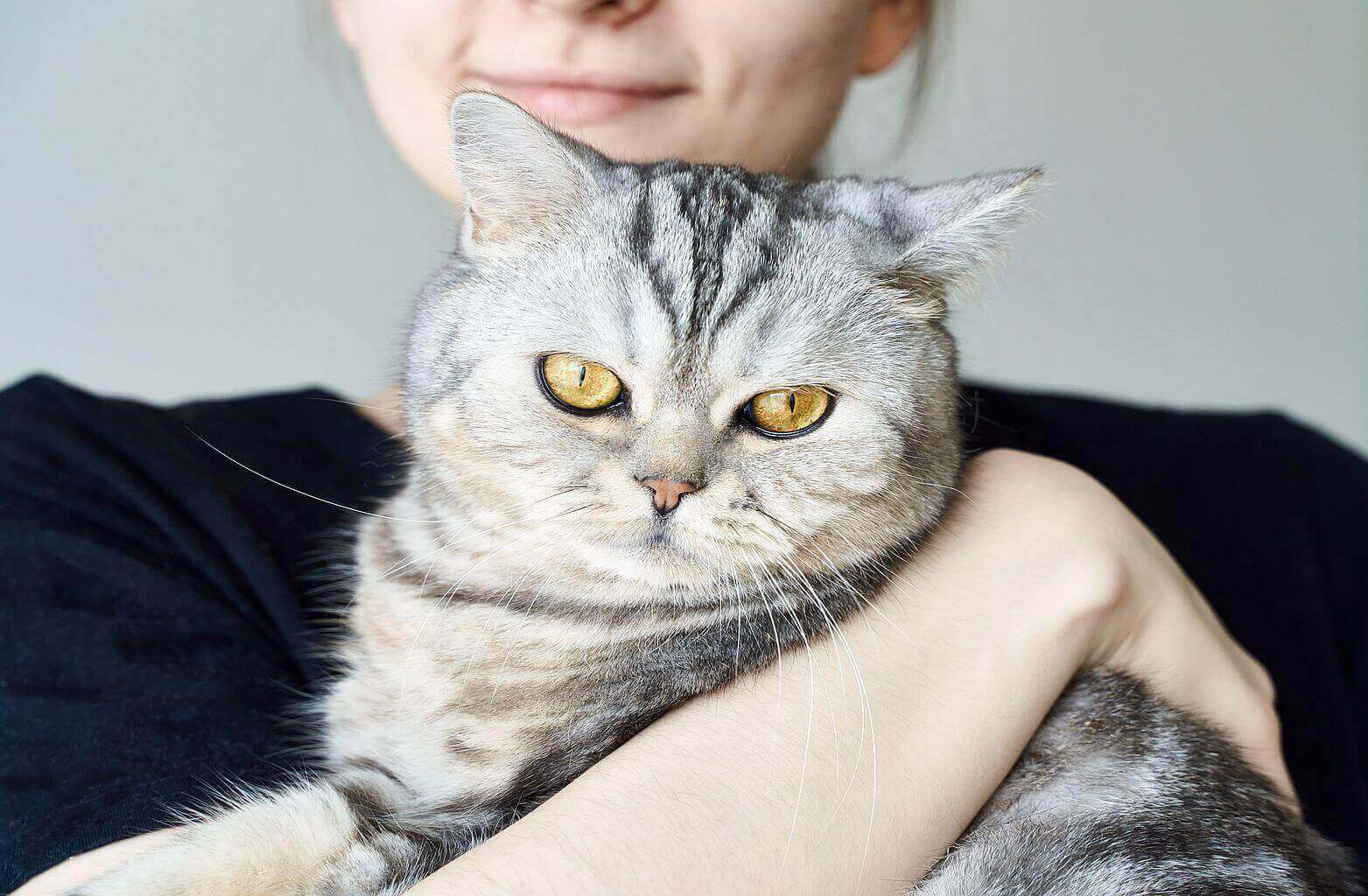 Dlaczego kot mruczy