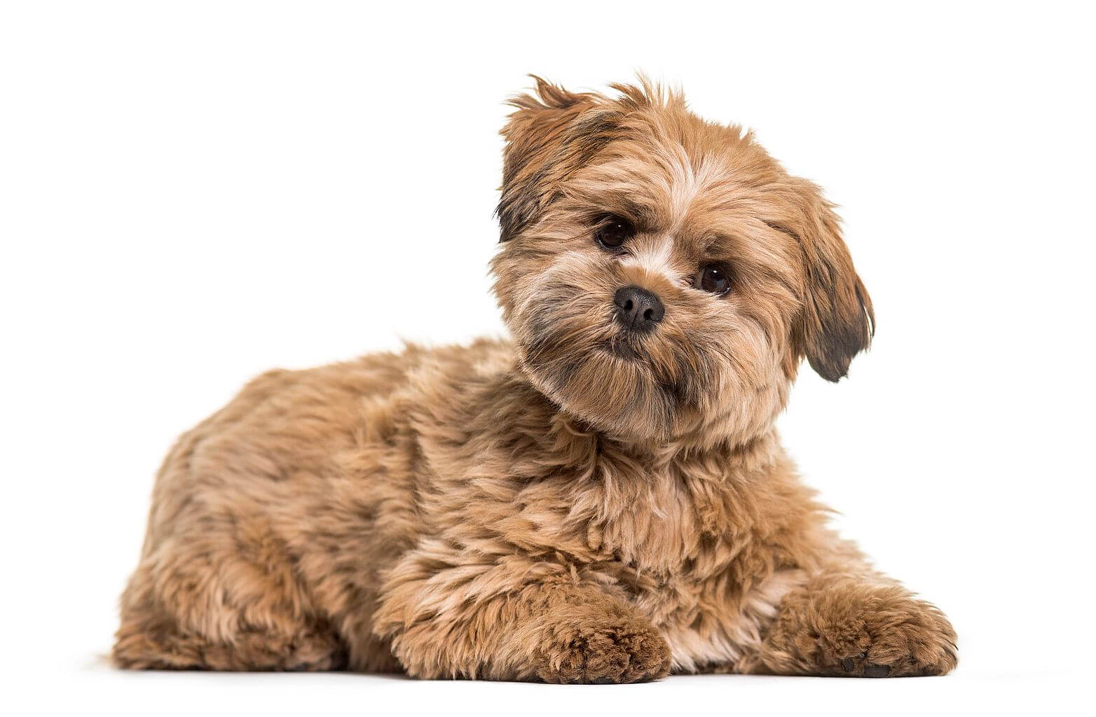 Lhasa apso