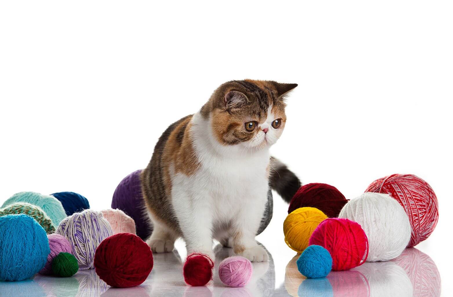 Zabawki dla kota, czyli co Twój zwierzak powinien mieć w domu