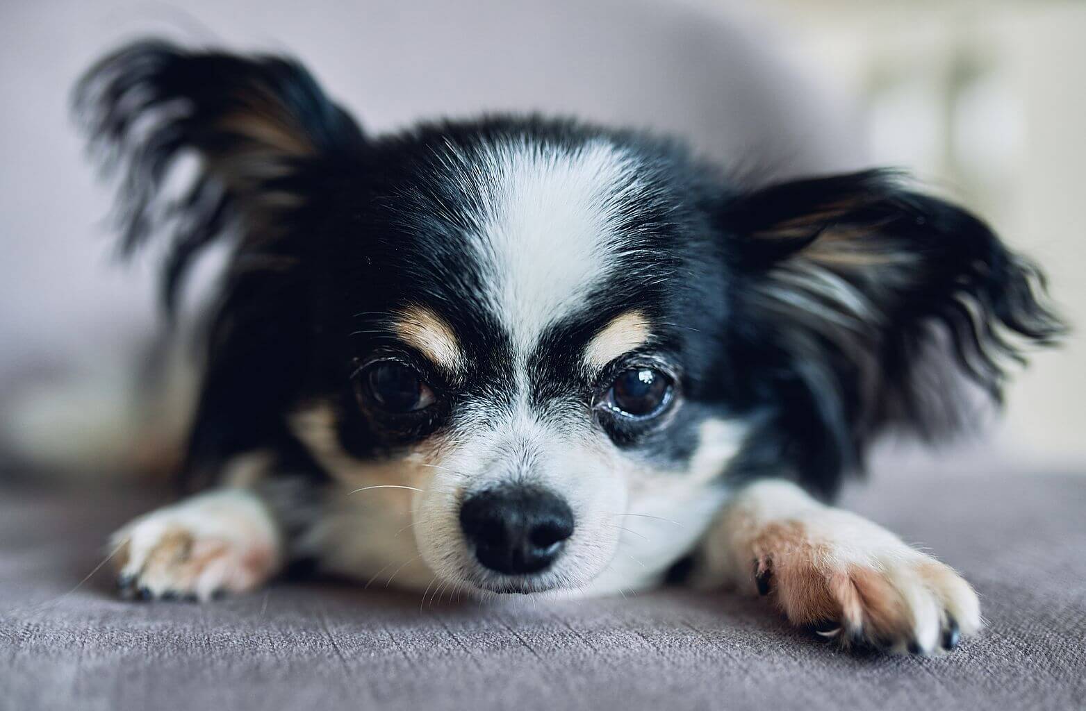 Małe psy – dla kogo i jak zajmować się zwierzakiem