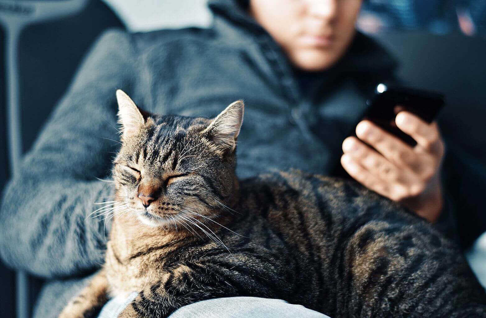 Miauczenie kota – czyli co chce powiedzieć Ci Twój zwierzak