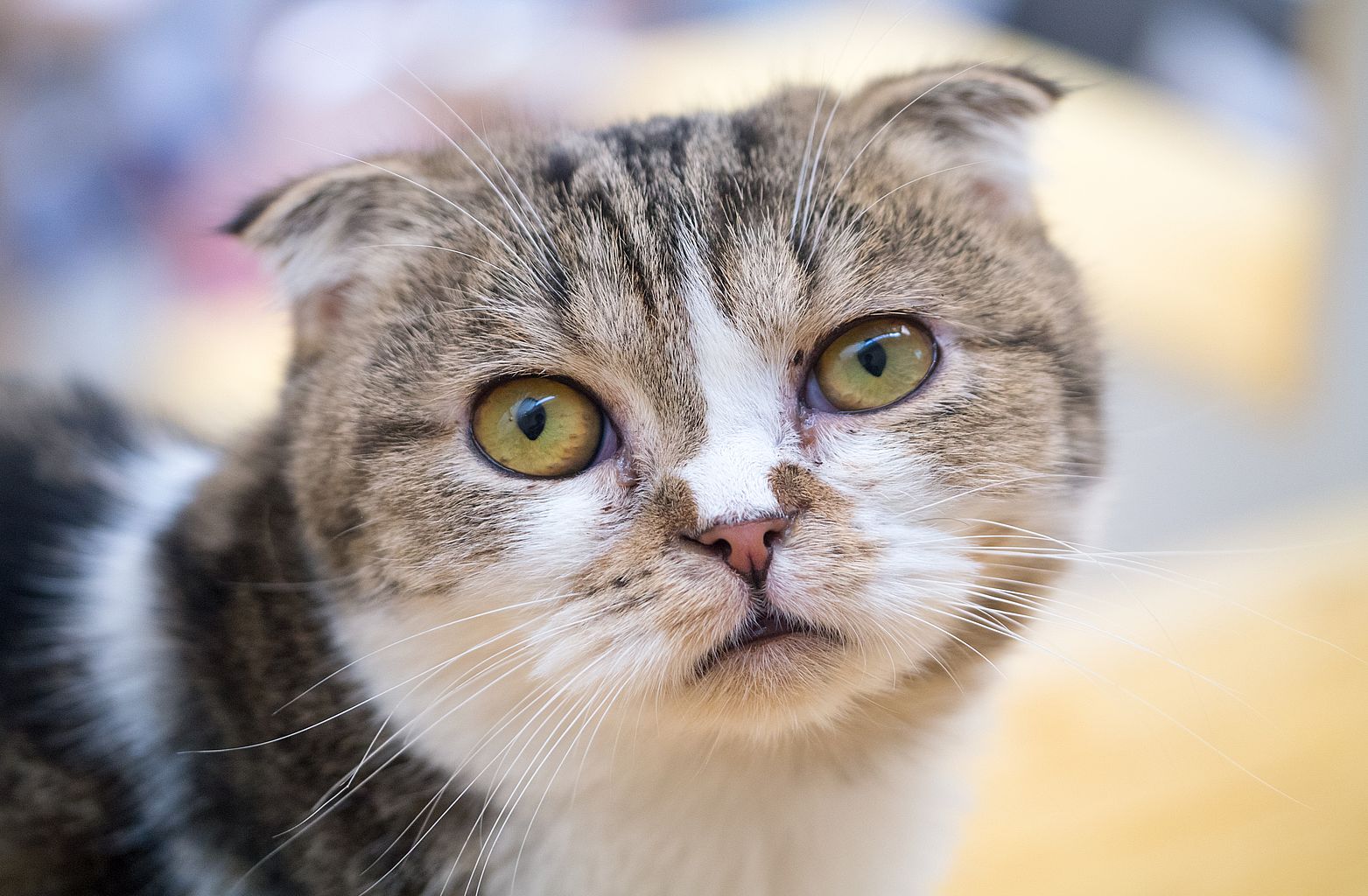 Rasy kotów – usposobienie zwierząt