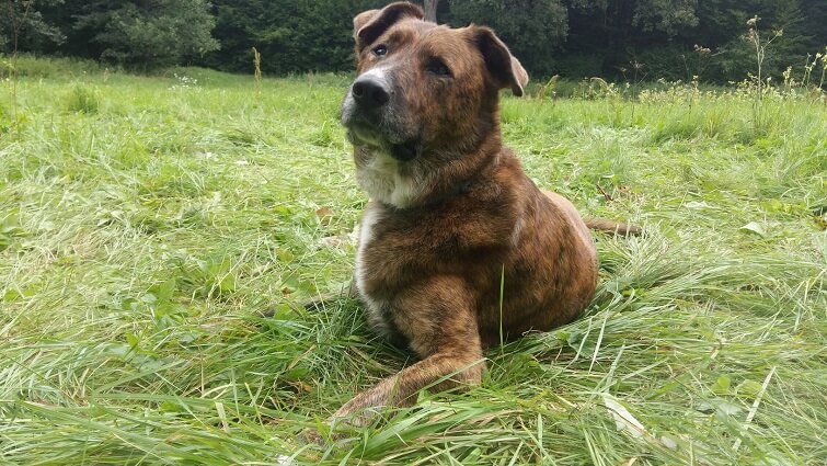 Wyżeł praski, zwany Tigerem, który został lokalizatora GPS testerem!